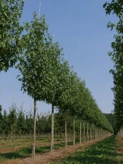 Groene Wereld -Groene Wereld liquidambar styraciflua worplesdon 8 20