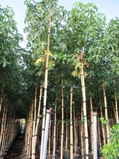 Amberboom (Liquidambar Styraciflua) -Groene Wereld liquidambar styracuflua