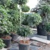 Amberboom Als Bonsai (Liquidambar 'Gum Ball') 2 Amberboom Als Bonsai (Liquidambar 'Gum Ball') -Groene Wereld liquidambar triobol