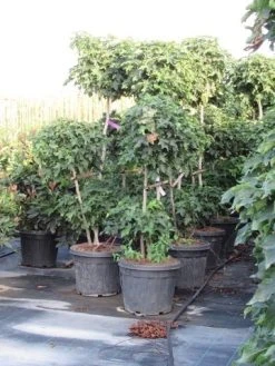 Amberboom Als Bonsai (Liquidambar 'Gum Ball') -Groene Wereld liquidambar triobol 2 1