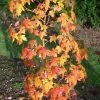 Amberboom (Liquidambar Styraciflua 'Golden Sun') -Groene Wereld liquidambargoldensun01