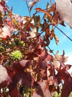 Amberboom (Liquidambar 'Gum Ball') -Groene Wereld liquidambargumballherfst01