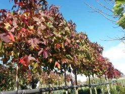 Amberboom (Liquidambar 'Gum Ball') -Groene Wereld liquidambargumballherfst02