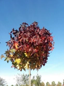 Amberboom Op Stam (Liquidambar 'Gum Ball') -Groene Wereld liquidambargumballherfst05 1