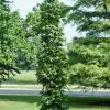 Amberboom (Liquidambar Styraciflua 'Slender Silhouette') 2 Amberboom (Liquidambar Styraciflua 'Slender Silhouette') -Groene Wereld liquidambarslendersilhouetvi