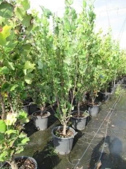 Tulpenboom (Liriodendron Tulipfera 'Fastigiata') -Groene Wereld liriodendron tulipfera fastigiata 0175 200