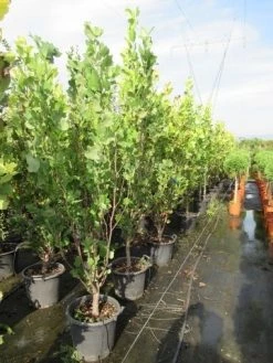 Tulpenboom (Liriodendron Tulipfera 'Fastigiata') -Groene Wereld liriodendron tulipfera fastigiata 175 200