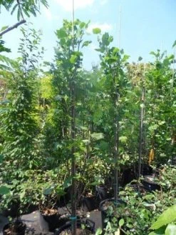 Tulpenboom (Liriodendron Tulipfera 'Fastigiata') -Groene Wereld liriodendron tulipifera fastigiata 250 300