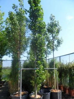 Tulpenboom (Liriodendron Tulipfera 'Fastigiata') -Groene Wereld liriodendron tulipifera fastigiatum 400 500 cont