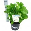 Kleinblijvende Hortensia (Hydrangea Macr. 'Little White'®) -Groene Wereld litgtlewhite2 1