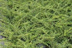 Struikkamperfoelie (Lonicera Pileata) 7 Struikkamperfoelie (Lonicera Pileata) -Groene Wereld lonicera pileata 1