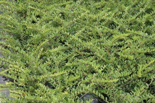 Struikkamperfoelie (Lonicera Pileata) 5 Struikkamperfoelie (Lonicera Pileata) - Afbeelding 3