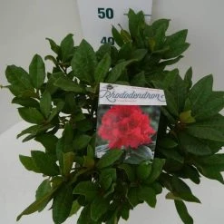 Rhododendron (Rhododendron 'Lord Roberts') -Groene Wereld lord robert c7.5 boven 1