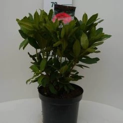 Rhododendron (Rhododendron 'Lord Roberts') -Groene Wereld lord robert c7.5 voor 1