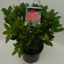 Rhododendron (Rhododendron 'Lord Roberts') -Groene Wereld lord robert c7.5 zij 1