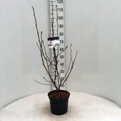 Beverboom (Magnolia Soulangeana) 14 Beverboom (Magnolia Soulangeana) -Groene Wereld m. soulangeana c5 1