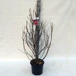 Beverboom, Struik (Magnolia Susan) -Groene Wereld ma. susan c15 125 150 cm 1