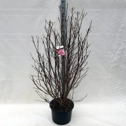 Beverboom, Struik (Magnolia Susan) -Groene Wereld ma. susan c15 150 cm 3