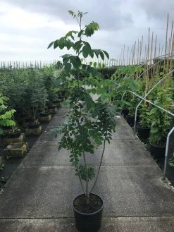 Maackia (Maackia Amurensis) -Groene Wereld maackia amurensis c20 2 002 1