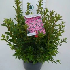 Japanse Azalea (Rhododendron 'Madame Van Hecke') -Groene Wereld mad. v. hecke c4 zij 2