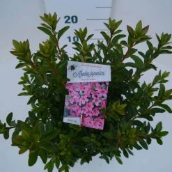 Japanse Azalea (Rhododendron 'Madame Van Hecke') -Groene Wereld mad. van hecke c2 boven 2