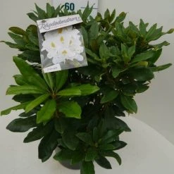 Rhododendron (Rhododendron 'Madame Masson') -Groene Wereld madamme masson c7.5 zij 1