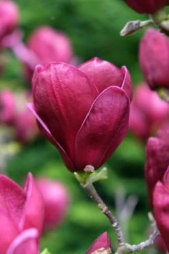 Beverboom (Magnolia 'Genie') -Groene Wereld magnolia genie peters garden 05