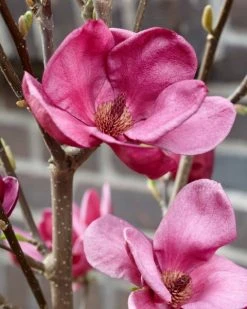 Beverboom (Magnolia 'Genie') -Groene Wereld magnolia genie 4 1