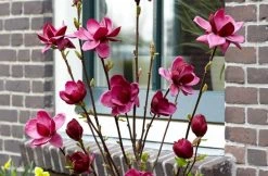 Beverboom (Magnolia 'Genie') -Groene Wereld magnolia genie 6