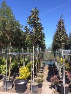 Beverboom (Magnolia Grandiflora 'Gallissoniere') -Groene Wereld magnolia grandiflora 10 12