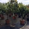 Groenblijvende Magnolia Op Stam (Magnolia Grandiflora 'Gallissoniere') -Groene Wereld magnolia grandiflora 12 14cm halfstam 100cm stam