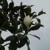 Magnolia (Magnolia Grandiflora 'Gallissoniere') -Groene Wereld magnolia grandiflora 1 1