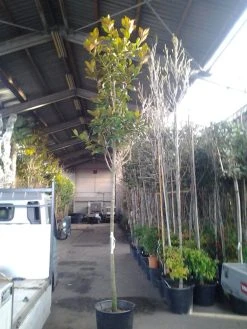 Beverboom (Magnolia Grandiflora 'Gallissoniere') -Groene Wereld magnolia grandiflora 1 1