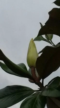 Magnolia (Magnolia Grandiflora 'Gallissoniere') -Groene Wereld magnolia grandiflora 2 1