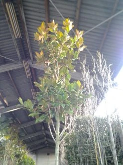 Beverboom (Magnolia Grandiflora 'Gallissoniere') -Groene Wereld magnolia grandiflora 2 1 1