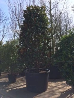 Magnolia (Magnolia Grandiflora 'Gallissoniere') -Groene Wereld magnolia grandiflora 350 400 extra breed 1
