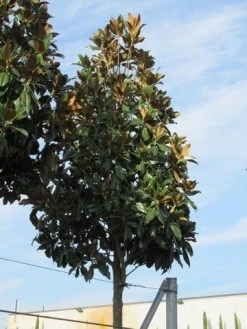 Beverboom (Magnolia Grandiflora 'Gallissoniere') -Groene Wereld magnolia grandiflora galissoniere