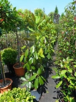 Magnolia (Magnolia Grandiflora 'Gallissoniere') -Groene Wereld magnolia grandiflora gallisoniere 100 125 1