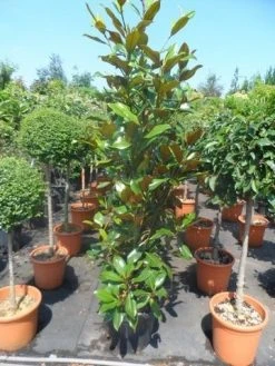 Magnolia (Magnolia Grandiflora 'Gallissoniere') -Groene Wereld magnolia grandiflora gallisoniere 125 150 175 cont. 1 1