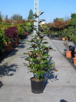 Magnolia (Magnolia Grandiflora 'Gallissoniere') -Groene Wereld magnolia grandiflora gallisoniere 125 150 c25 1