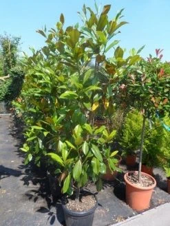 Magnolia (Magnolia Grandiflora 'Gallissoniere') -Groene Wereld magnolia grandiflora gallisoniere 150 175 200 cont