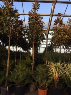 Beverboom (Magnolia Grandiflora 'Gallissoniere') -Groene Wereld magnolia grandiflora gallisoniere 16 18ho cont