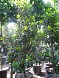 Magnolia (Magnolia Grandiflora 'Gallissoniere') -Groene Wereld magnolia grandiflora gallisoniere 250 300 c150