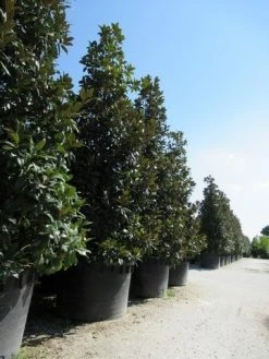 Magnolia (Magnolia Grandiflora 'Gallissoniere') -Groene Wereld magnolia grandiflora gallisoniere 2 1