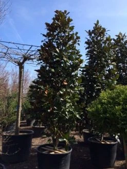 Magnolia (Magnolia Grandiflora 'Gallissoniere') -Groene Wereld magnolia grandiflora gallisoniere 350 400 450