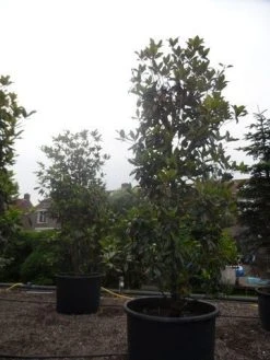 Magnolia (Magnolia Grandiflora 'Gallissoniere') -Groene Wereld magnolia grandiflora gallisoniere 350 400 450 c1000 1