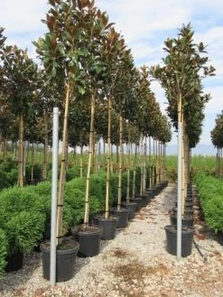 Beverboom (Magnolia Grandiflora 'Gallissoniere') -Groene Wereld magnolia grandiflora gallisoniere 8 10 2