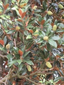 Magnolia (Magnolia Grandiflora 'Gallissoniere') -Groene Wereld magnolia grandiflora gallisoniere 1