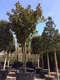 Beverboom (Magnolia Grandiflora 'Gallissoniere') -Groene Wereld magnolia grandiflora hoogstam solitair 1