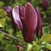 Beverboom (Magnolia Liliiflora 'Nigra') -Groene Wereld magnolia liliiflora nigra